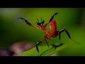 Kung Fu Mantis Vs Jumping Spider - Life Story - BBC