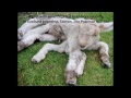 IS IT ALIEN, MONKEY OR HUMAN? Weird, scary and strange creatures caught on camera.