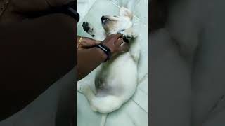 Labrador Loves Belly Rub Cooper The Lab