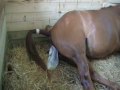 Mare Foaling Pt 2