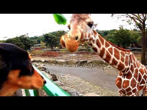 【愛犬と動物園】2010．01．21伊豆バイオパーク1