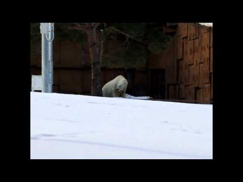 ホッキョクグマのピリカ　果物おいしいね　円山動物園　ＰｏｌａｒBear