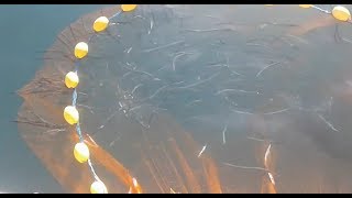 Balık avı (Bölüm 5) canlı zargana balıkları.