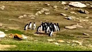 komik sevimli penguen ları kısa komik 