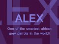 alex