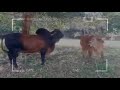 🔴 BRAHMAN BULLS AND COWS ✅ part 1
