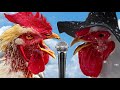 funniest Chicken Song and funniest Dancing Rooster / funniest chicken dance