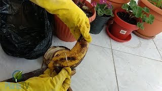 She threw banana peel on her plants and look what happened