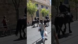 #Jerusalem #Police #Horse #Иерусалим #Лошади #Shortsvideo