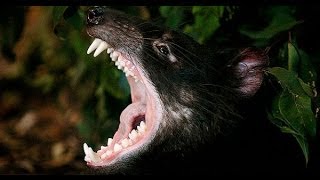 EL DEMONIO DE TAZMANIA