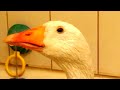 Видео OLIVER INDOOR DIAPERED PET SEBASTOPOL GOOSE TAKING A SHOWER IN BATHTUBB