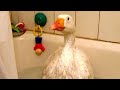 Video OLIVER INDOOR DIAPERED PET SEBASTOPOL GOOSE TAKING A SHOWER IN BATHTUBB