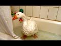 OLIVER INDOOR DIAPERED PET SEBASTOPOL GOOSE TAKING A SHOWER IN BATHTUBB