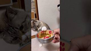 【おやつ】並べられたご飯と猫 #Cat #ねこ #ねこチャック