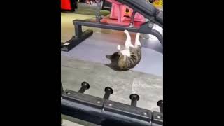 Cats Abs Workout Routine You Must Follow