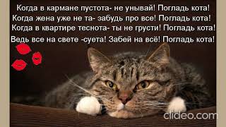 Поцелуйте Кота, Обнимите!💖💖💖