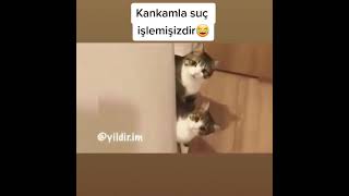 İftiracı Kedi