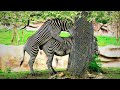 ZEBRA MATING: A phenomenon that's going viral on YouTube.