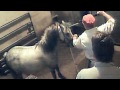 Amaryllis Farm - Horse Slaughter Lies Exposed: PART 1/2