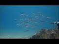 PESCASUB , POCO FONDO , POCO FIATO .... PESCE ASSICURATO