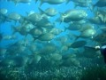 PESCASUB , POCO FONDO , POCO FIATO .... PESCE ASSICURATO