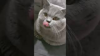 Cute Cat 10K Views