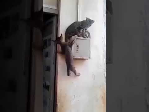 Funny cats