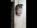 Funny cats