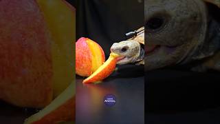 Asmr Mukbang Eating Peach Turtle Tortoise