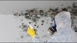 Mold Removal - Best Mold & Mildew Removal Company -24 hours - 7 days a week !
