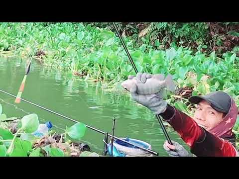 IT DOESN'T TAKE LONG!! A MIXTURE OF MOSS THAT HAS BEEN PROVEN EFFECTIVE IT DOESN'T TAKE LONG!! A MIXTURE OF MOSS THAT HAS BEEN PROVEN EFFECTIVE