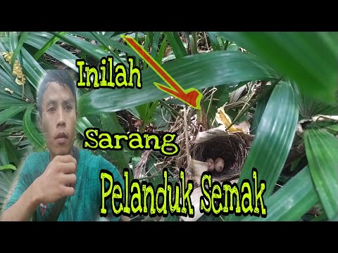 Akhirnya Nemuin Juga Sarang Burung Pelanduk Semak