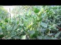 虫除け網ハウスの中の様子2010年9月11日記録