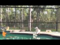 florida dog trainer