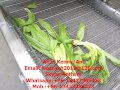 QX-42 vegetable fruit washing, drying dehydration machine line, ozone food production line