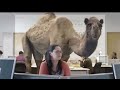 Hump Day Cyrus images Hump Day Cyrus