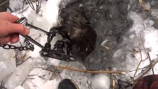 ловля барсука на проходной капкан ловля барсука на проходной капкан