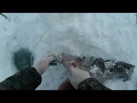 на что ловить налима на севере на что ловить налима на севере