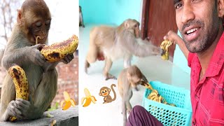 चिकनू ने आज पार्टी में ये क्या किया🐒🤣🤣| Monkeys Funny Banana Party🍌🍌🐒| Feeding M
