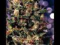 Marijuana- Brian Robbins _The Phish Demo_ [HQ AUDIO]