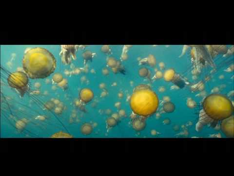 Trailer - Trailer -