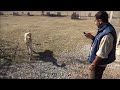 turkish shepherd dog