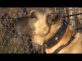 turkish shepherd dog