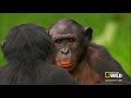 Wild Wives of Africa - Bonobo Love