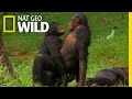 Bonobo Love | Nat Geo WILD