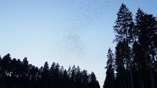 Bergfinken, Brambling mass phenomenon