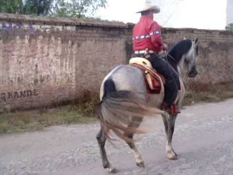 caballo de quila jalisco caballo de quila jalisco