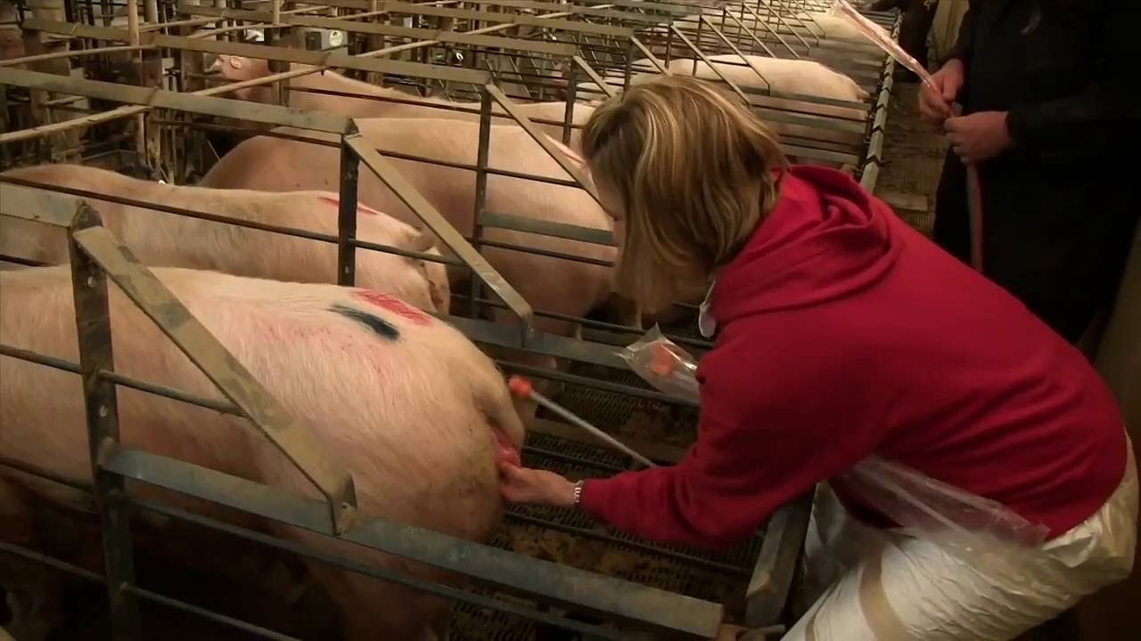 Секс С Свиньями В Германии