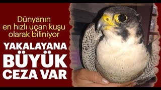 Atmaca Gökdoğan Saldirisi Güverci̇n Oyun Kuşu