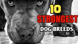 STRONGEST DOG BREEDS / Strongest Dog breeds in the world